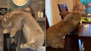 Meet Cocoa Puff the giant rabbit
