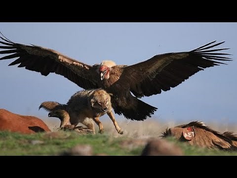 VOICI COMMENT LES AIGLES CHASSENT