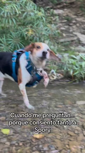 1.7K views | Faith in humanity restored 梁 #dog #dogrescue #animalrescue #doglife #puppy #dogs #dogsofinstagram #storytime #foryou #viral | Saving Shelter Dogs from Euthanasia | Facebook