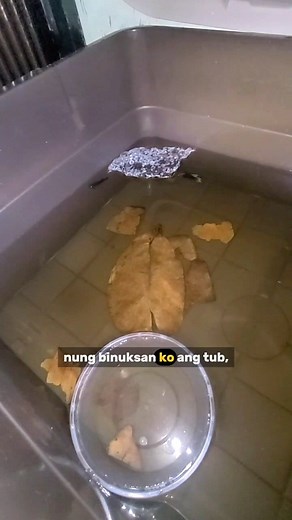 2 KINDS OF MAN- Betta Breeding Serye Ep.4 #BettaBloom #bettafishbreeding #bettapair #bettafish #fishkeeping #fishkeeper | Betta Bloom