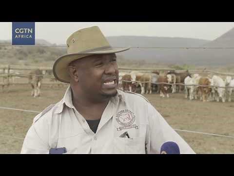 Botwana's cattle farmers struggle with drought