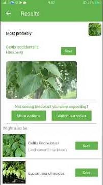PlantSnap identifies a Hackberry (Celtis occidentalis)