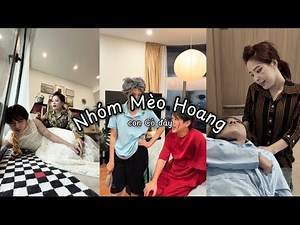 Nhóm Mèo Hoang | con Cò đây