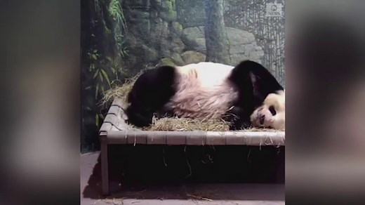 Giant panda takes a nap