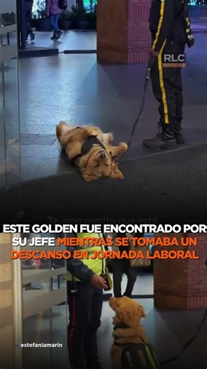 RLC NOTICIAS on Instagram: "¿Podrías retar a una ternura así?😍 Un Golden Retriever que trabaja en un shopping de Bogotá fue captado en TikTok mientras descansaba panza arriba en pleno horario de servicio. 💤🎥 Cuando se acercó su superior, se reincorporó con entusiasmo, movió la cola y saludó como todo un profesional. Tras los mimos, volvió a tirarse. 😅 El video ya superó los 11 millones de vistas y generó miles de comentarios: “Si hasta Firulais tiene flojera en el trabajo”. 🐾"