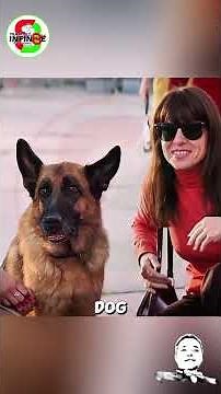 A Stray Dog Waited at the Airport Every Day for Her Owner | A Dog Named Palma Movie