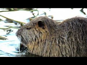 淀川のカピバラ 親子編（ヌートリア）