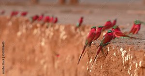Southern Carmine Bee-Eater, Merops nubicoides, Colony of crimson red african birds of the river banks of the Zambezi River, ManaPools, Zimbabwe