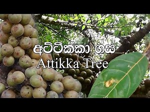 Attikka අට්ටික්කා அத்தி