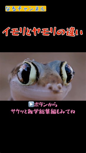 イモリとヤモリの見分け方 #一分でわかる #雑学 #プチ知識