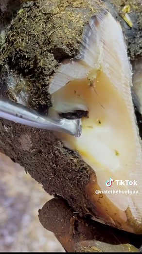 Expert Hoof Trimming for Wall Separation | Nate the Hoof Guy