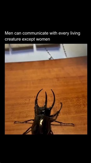 Trending hub !!! on Instagram: "This humorous statement playfully highlights a common, often exaggerated, trope about communication! "Men can communicate with every living creature except women" is a classic bit of observational humor that plays on perceived differences in communication styles. It's a lighthearted jab at the complexities of human relationships. We're exploring the lighter side of communication challenges, using humor to acknowledge the sometimes perplexing dynamics between gende