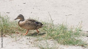 Duck walks on the beach. Video footage of single duck walking on a sand.