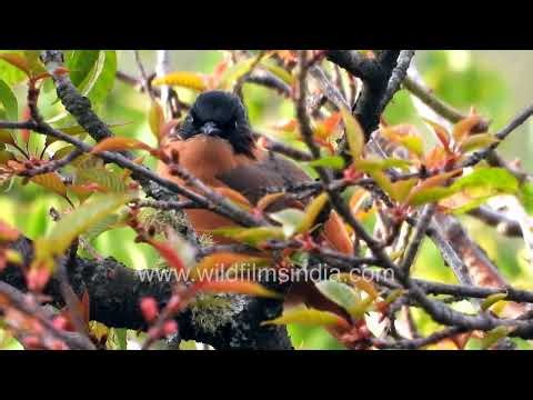 Rufous sibia camouflaged among colorful autumn leaves in Himalayan forest