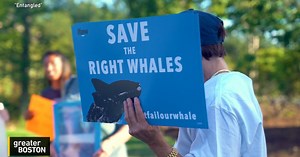The Push To Save The Right Whale