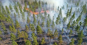 Controlled Burning in North Carolina’s Forests