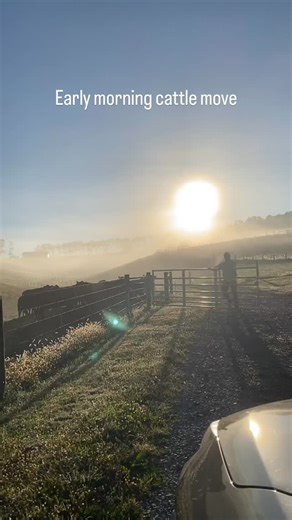 The cows were moved this morning across the driveway to the other side of the farm and there were no escapees! It’s always iffy when there’s so many new calves that aren’t used to the rotations but they’re catching on quick. | Locust Hill Farm | Facebook