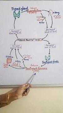 CALCIUM HOMEOSTASIS & ENDOCRINE GLANDS || Calcium in blood #neet Biology