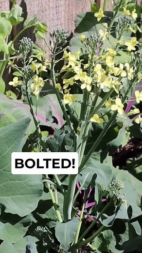 FINALLY Beautiful Broccoli Heads! #howtogrowbroccoli #broccolitips #growingbroccoli #shorts #fyp #gardening #reel #reels #garden #flowers #gardeningtips #plants #nature #gardenlife #flower #gardendesign #growyourown #gardener #plantsofinstagram #naturephotography #kitchengarden #growing #growyourown #gardening #plot #allotment #growyourownfood #allotmentsuk #homegrown #garden #gardenlove #gardeninspiration | Gardening Tips