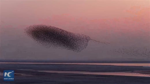 Sunset 'bird wave' spectacle unfolds at Chinese lake