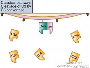The Classical Pathway of Complement Activation