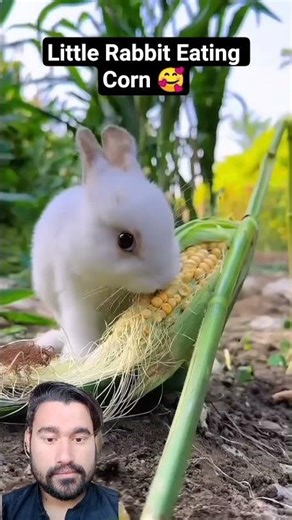 Little Rabbit Eating Corn Who Love Rabbit 🥰#phonkagressive #funny #reaction#moviereview #short#rabit
