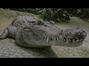 Alligator Sound Effect