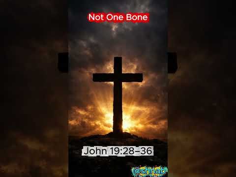 Not One Bone