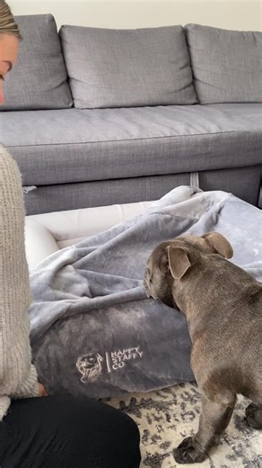 Hey, quick question: Would YOU sleep on a lumpy mattress every night? No way, right? So why should your dog? Most dog beds fall flat—literally. They sag, lose support, and make your pup’s joints ache. Our bed? ✅ Orthopedic memory foam = next-level comfort ✅ Machine-washable covers = easy for you ✅ Tough, durable design = perfect for Staffies ✅ Lifetime guarantee = no more replacements Your dog deserves more than “just a bed.” Give them a place they’ll love to nap, stretch, and snore in peace. | 