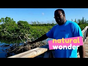How MANY Types of MANGROVES Do You Know?