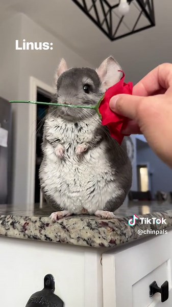 Chinchilla Love: Blindfolded Guessing Game with Chinpals