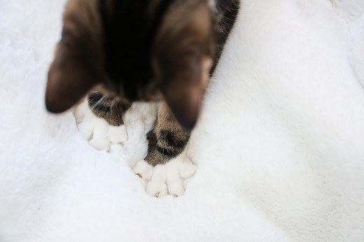 Why Do Cats Make Biscuits? Here's What's Behind Kitty’s Need to Knead