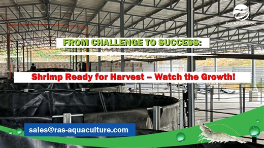 4.7K views · 52 reactions |  From Challenge to Success: Shrimp Ready...