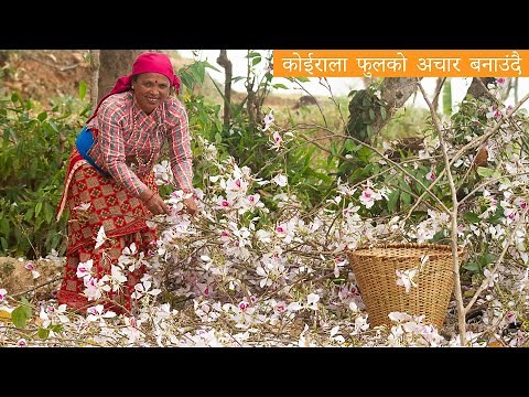 कोईरालको अचार || Koirala Ko Achar Banaune Tarika || KanchhiKitchen