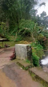 Ikut melestarikan habitat ikan masher di sungai kali cianten | Pesona Alam Desaku