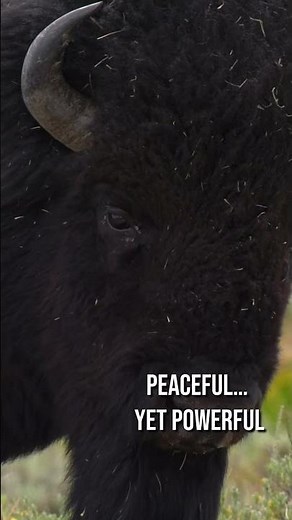 American Bison | Peaceful Giants of the Great Plains - natural sounds - no music