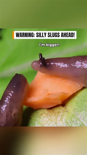 Silly slugs fighting for food - Unexpected twist