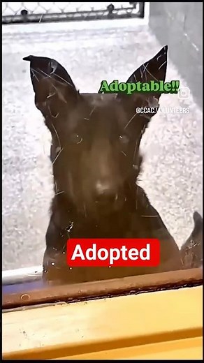 ADOPTABLE Email Volunteers.ccac@gmail.com We transport A puppy