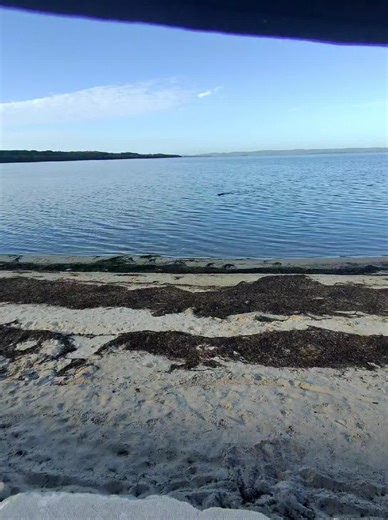 John Gatt K9 on Instagram: "This month topic... natural flea prevention killing them!. My best natural method of keeping fleas and destroying them of my dogs is ..... SWIMMING!. I swim my dog at least 2 to three times a week during flea sessions especially I like swimming Auss girl in salt water why? Because when swimming dogs in water is not only great for their health especially while rehabbing them but fleas will drown within 30 seconds and by not washing your dog when you get home the salt o