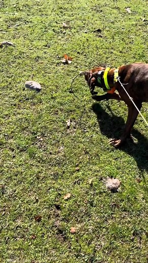 Mewahh🤩🤩🤩 #reels #fyp | Lesii Pontel Lala