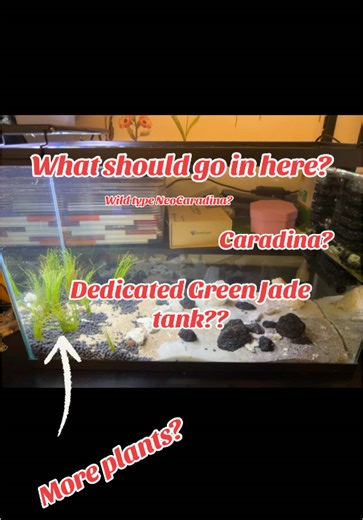 New tank up and cycling, I was inspired by the Shrimp Gods last night. Id like to know where to go from here. lemme know your thoughts, it’s always fun to get others perspectives. #shrimptok #aquascape #aquarium #shrimptank