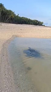 122K views · 320 reactions | Happy World Turtle Day! Did you know...