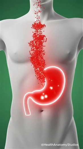 How Watermelon Hydrates Your Body | Nutrient Flow Explained #shorts #Anatomy