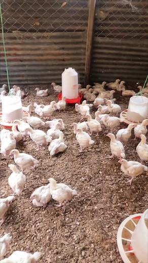 Staggering Batches on a Small Farm Space | My Farm Life
