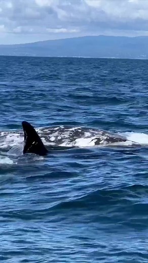 814K views · 6.5K reactions | Today marks the first official predation day of our Killer Whale season. #amazing #sea #ocean #whale #Kills #fyp #foryou #humpbackwhale #nature #virals #viralshorts | Ocean.Tour | Facebook