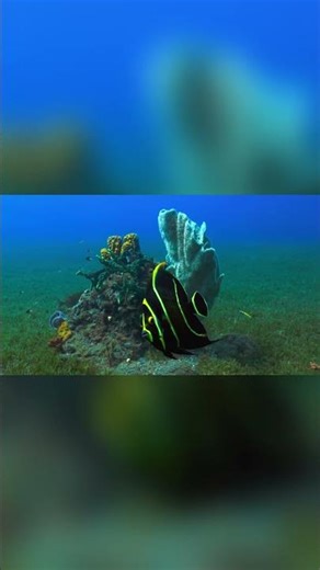 The Most Beautiful Underwater Scenes in 16K HDR 🐟 | Ocean Magic ✨ #nature #16k #hd#shorts #tranding