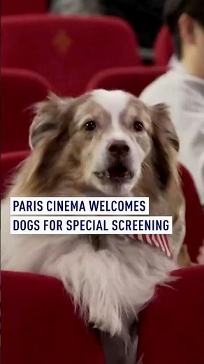 Paris cinema welcomes dogs for VIP show of 'Lady and the Tramp'