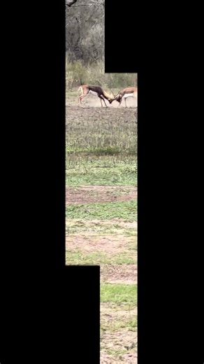 Black bucks fighting! #blackbucks #hunting #southtexas #2025 #fyp