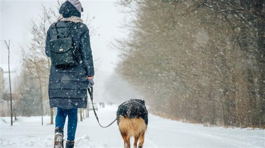 Pup Parents Are Loving This Paw Protectant: 'Priceless in Winter'