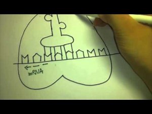 Translation DNA with a song